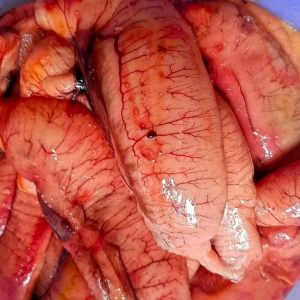 ১কেজি ইলিশের ডিম